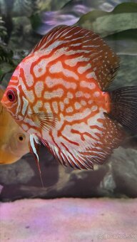 Predám skupinu krásnych terčovcov (Discus) - 7 kusov, 12 cm - 5