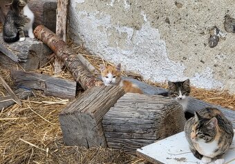 Darujem mačiatká - 5