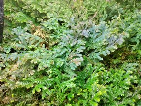 Selaginella uncinata (Didiclis uncinata) - 5