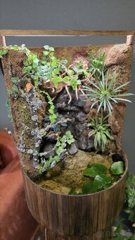 Paludarium - 5