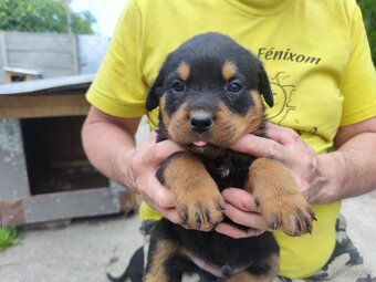 Predám šteniatka Rottweiler - 5