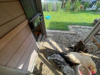 prepelice,ayam cemani, hodvabnicky,nosnice,zajace , 3x kurín - 5