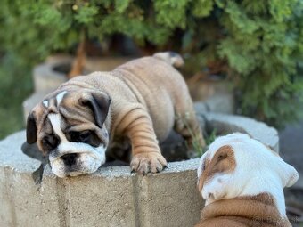Anglicky Bulldog, buldog,bulldogge, Buldok s PP - 5