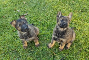 Nemecký ovčiak - 5