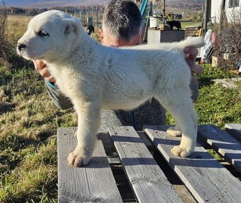 Stredoazijsky ovciak FCI pp - 5