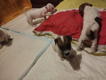 Jack Russell - 5