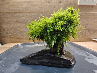 Akvarijny machovy strom, bonsaj - 5