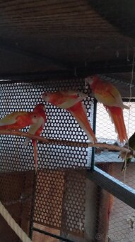 Predám rozely rubino červená - 5