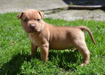 Crossbreed bully 75% - 5