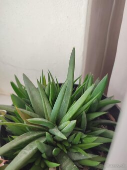 Aloe vera - 5