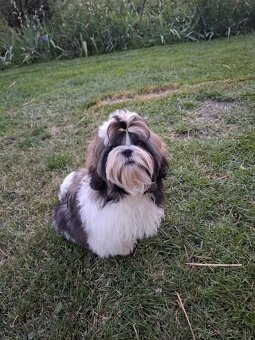 Shih tzu s PP / shi-tzu / shitzu - 5