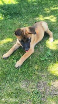 Belgický ovčiak malinois - 5