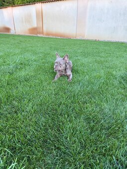 Francuzsky buldoček blue tan merle fenka a isabella fenka - 5