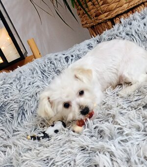 Bichon  fenočka Lilinka - 5