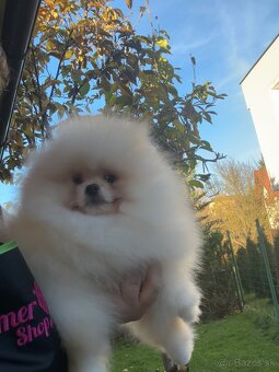 Pomeranian s pp FCI - 5