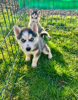 Steniatka sibirsky husky - 5