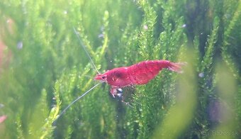 PREDÁM KREVETKY - Odber v Bratislave - 5