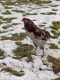 Kohúty araukana (araucana) - predaj - 5