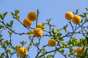 Citronovníkovec trojlistý-Poncirus trifoliata - 5