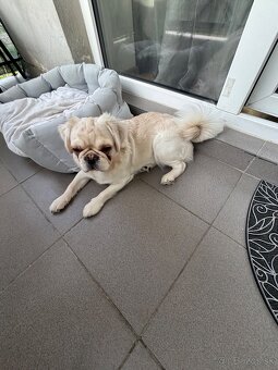 Mops (Pekinéz) - 5