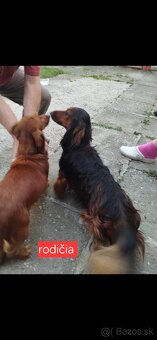 Jazvecik dlhosrsty - 5