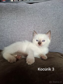 Ragdoll mačiatká na predaj - 5
