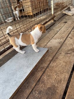 Jack Russel Terrier (Terier) - 5