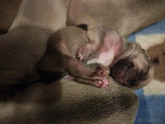mops - 5