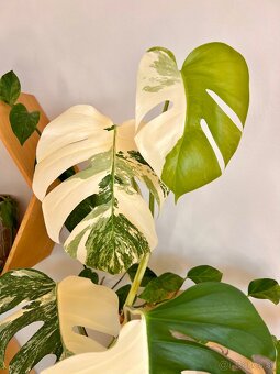 Monstera Deliciosa Albo Varegiata - 5