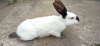 Predám králiky 4,5 mesačne - 5