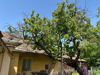 Vypilovanie tují, úprava živých plotov, odvoz odpadu - 5