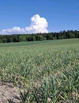 CESNAK konzumný a sadbový - odroda Harnaš - 5