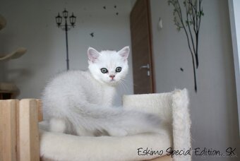Eskimo Special Edition, SK - britský strieborný kocúrik s PP - 5