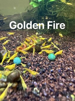 Krevetky neocaridina a Endlerky - 5