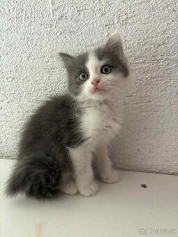 Ragdoll s britským bicolor mačiatka - 5