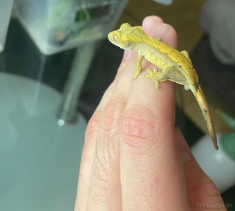 Pagekón Riasnatý - 5