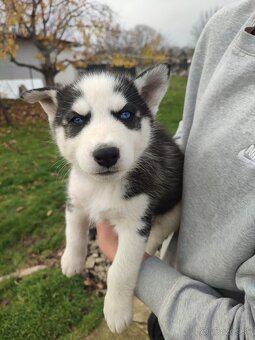 Šteniatka sibírsky husky - 5