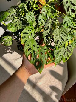 Raritné rastliny - 5