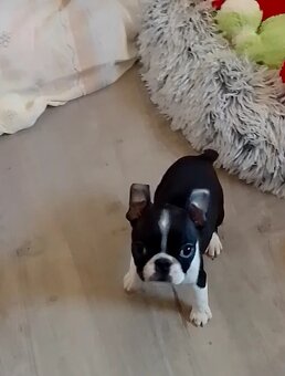 Boston Terrier,Bostonský Terier,Boston - 5
