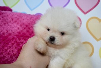Pomeranian s PP - 5
