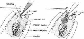 Med (10e), Vcely a Medovina (8e) - 5