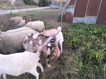 Anglonubijsky podielovy Capko pripustanie,predaj - 5