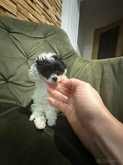 Trpasličí pudlík pudel - 5