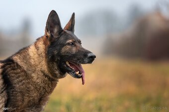 Nemecký ovčiak šteniatka s PP WORK line - 5