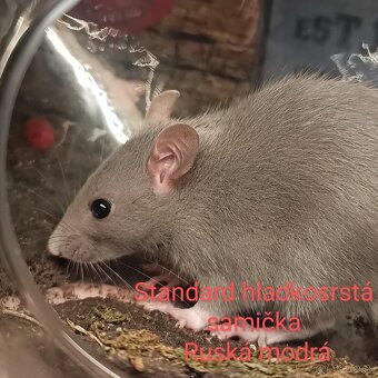 ❤ Exkluzívne dumbo, velveteen, rex potkaníky - 5