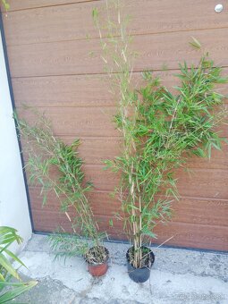 BAMBUS - FARGESIA RUFA - 5