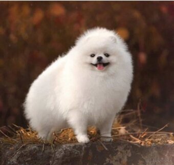 Pomeranian - 5