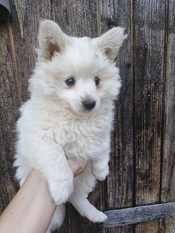 Darujem šteniatka krížencov Nemeckého špica - 5