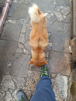 Čistokravna sučka shiba inu - 5