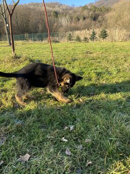 Nemecký ovčiak s PP - 5